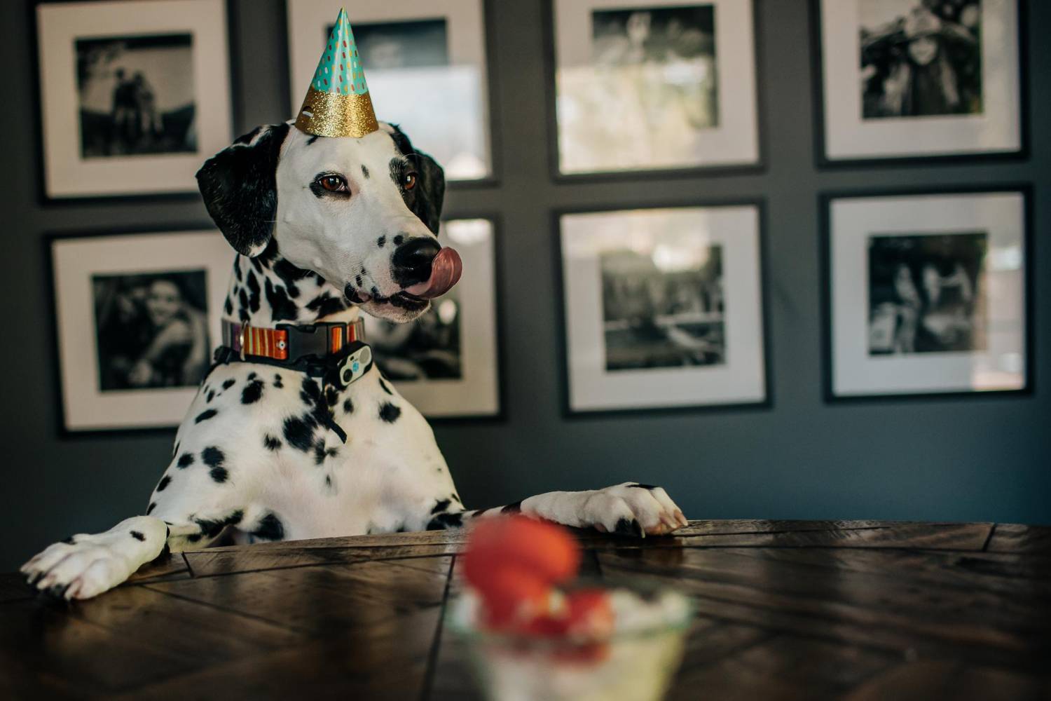 Birthday Wishes from the Dog